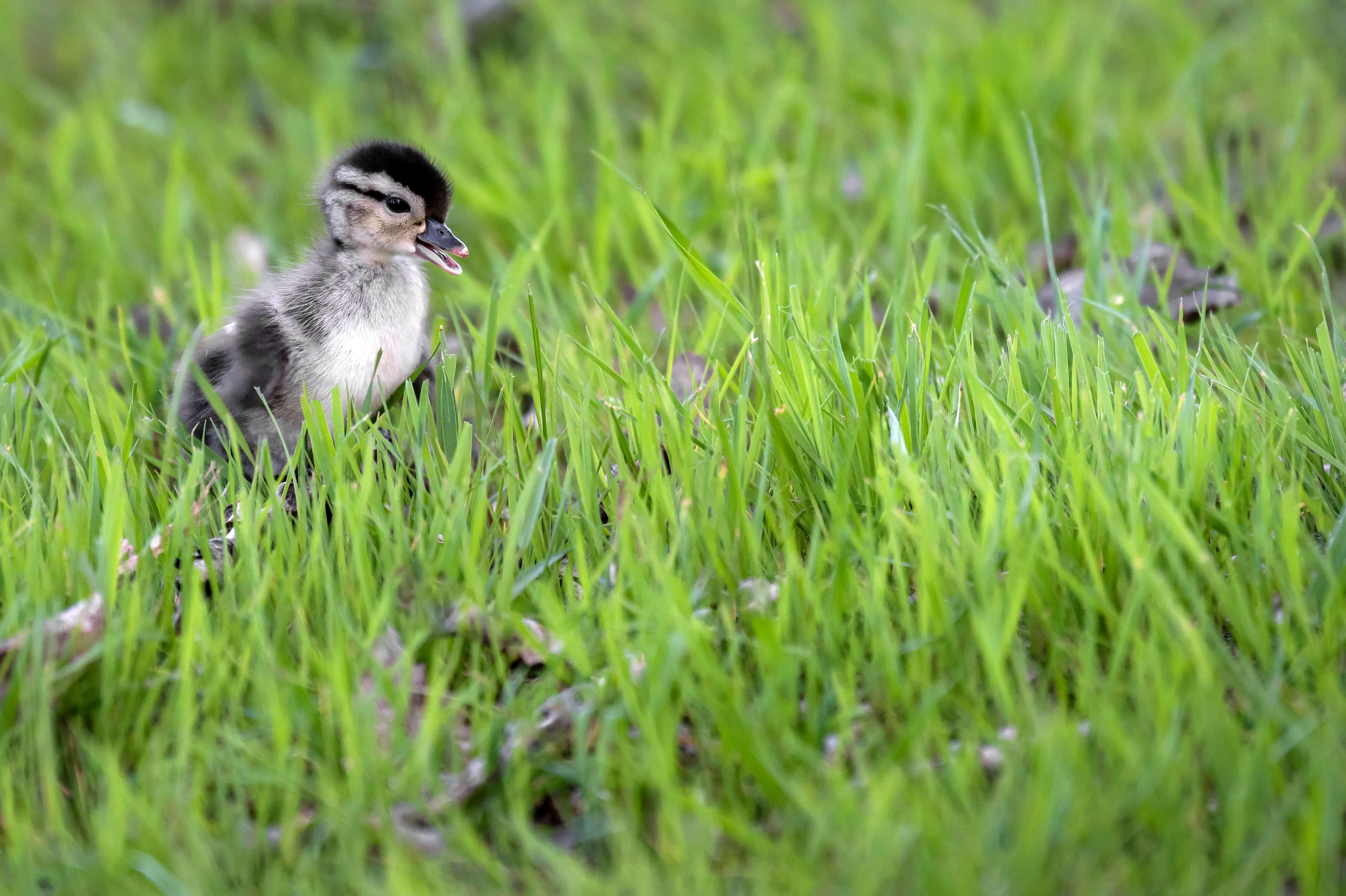 A baby duck in grass