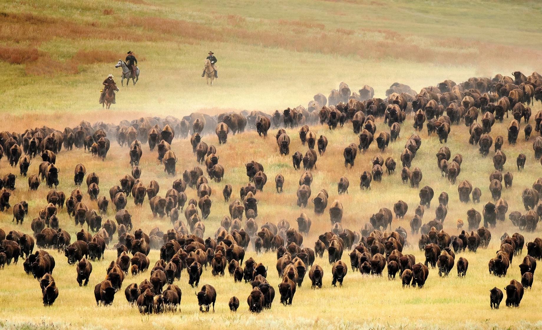 Buffalo and Cowboys / Custer State Park Annual Buffalo Roundup